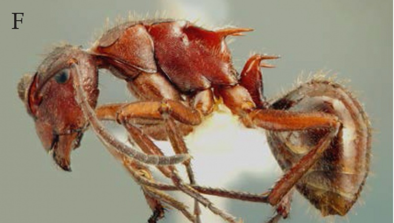 File:Kohout 2013c-70Polyrhachis-injinooi hal.jpg