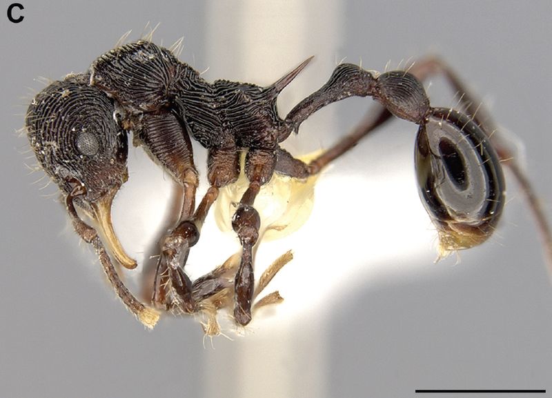 File:Lenomyrmex hoelldobleri F1B.jpg