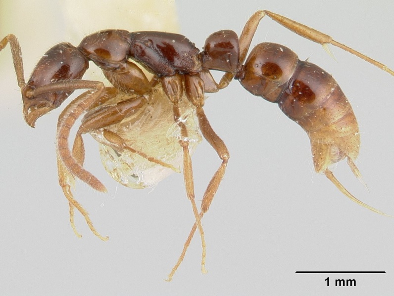 File:Leptogenys guianensis casent0178828 profile 1.jpg