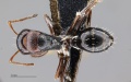 MCZ ENT Camponotus MOZ sp15 had 4x.jpg