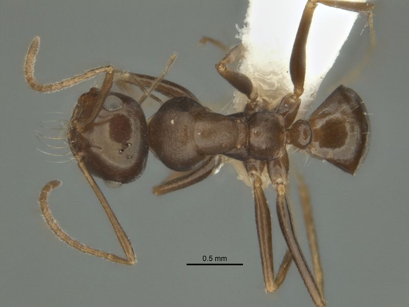 File:Melophorus perthensis minor top ANIC32-032237.jpg