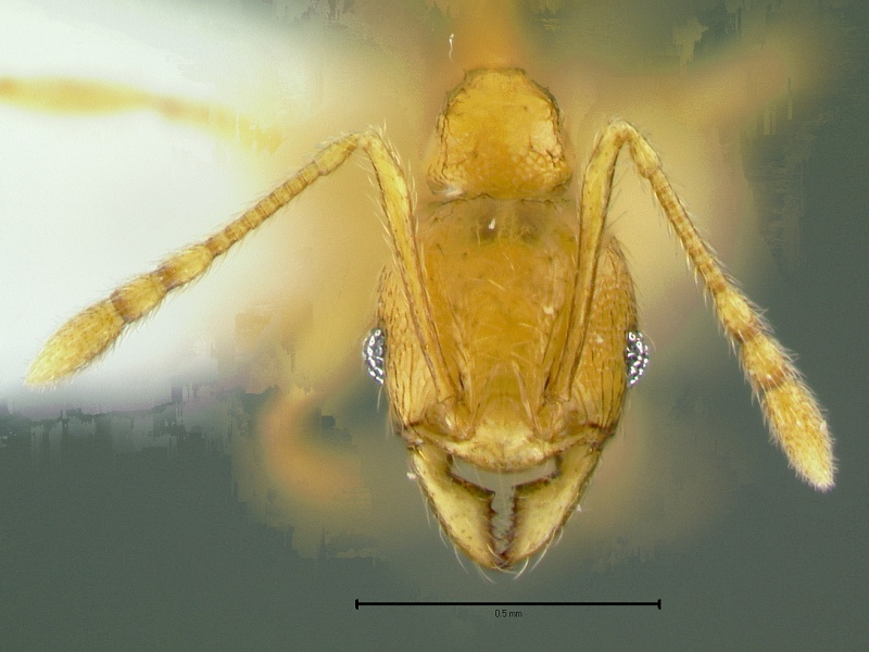 File:Pheidole-hortensisHm8x.jpg