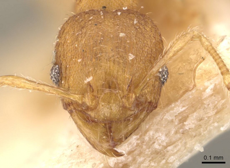 File:Pheidole parva casent0907994 h 1 high.jpg