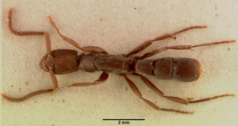 File:Platythyrea occidentalis sam-ent-0011507 dorsal 1.jpg