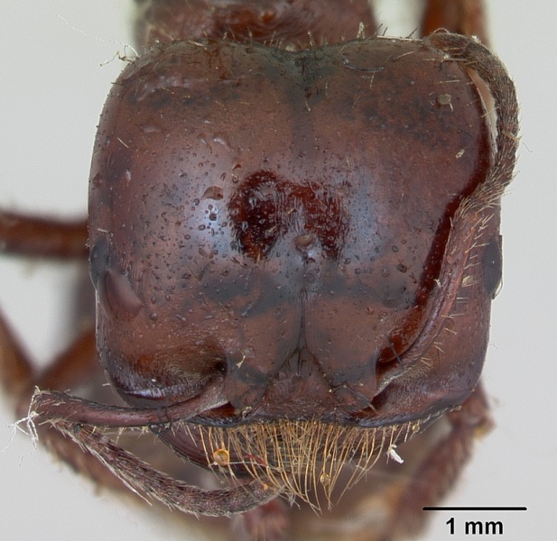 File:Pogonomyrmex coarctatus casent0173368 head 1.jpg