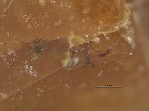 Protrechina carpenteri holotype 1.jpg