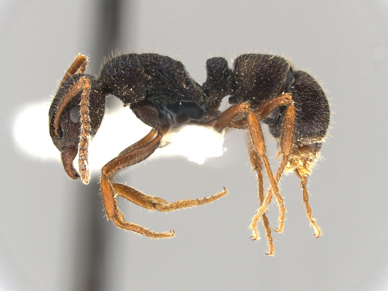 File:Rhytidoponera-numeensis-MCZ001L.jpg