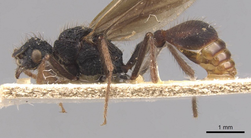 File:Stegomyrmex connectens casent0905914 p 1 high.jpg