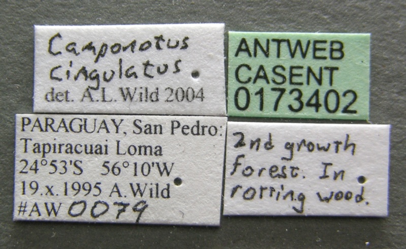 File:Camponotus cingulatus casent0173402 label 1.jpg