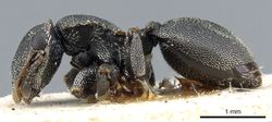 Cephalotes bohlsi P casent0904904.jpg