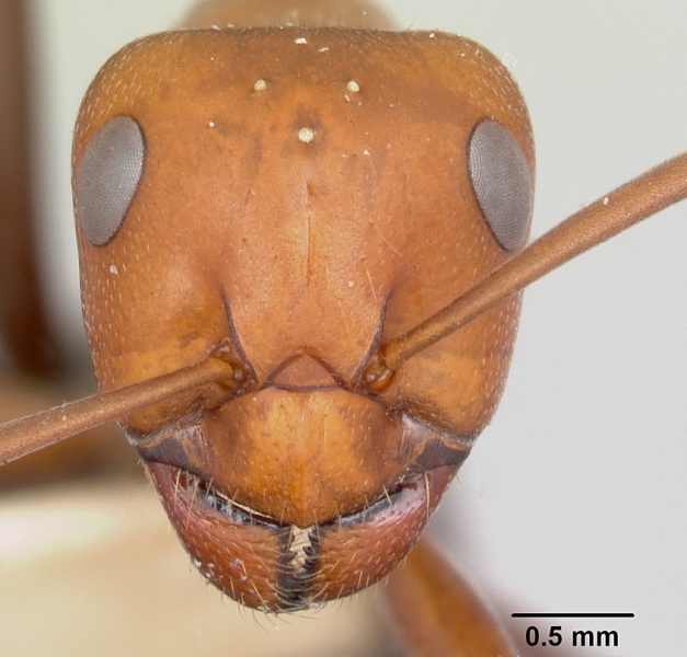 File:Formica laeviceps casent0103372 head 1.jpg