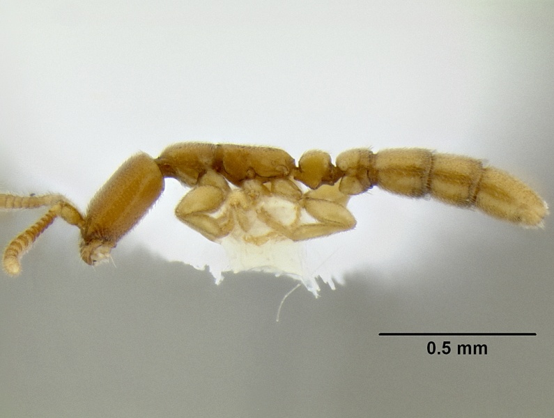 File:Leptanilloides femoralis casent0106180 p 1 high.jpg