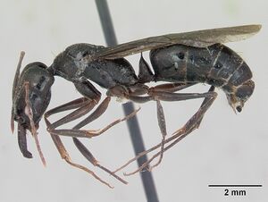 Odontomachus bauri casent0173304 profile 1.jpg