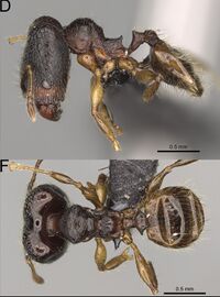 Pheidole andapa F81df.jpg