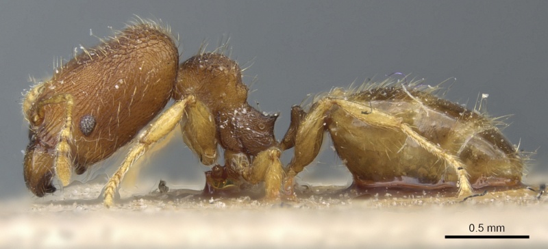 File:Pheidole simoni casent0904263 p 1 high.jpg