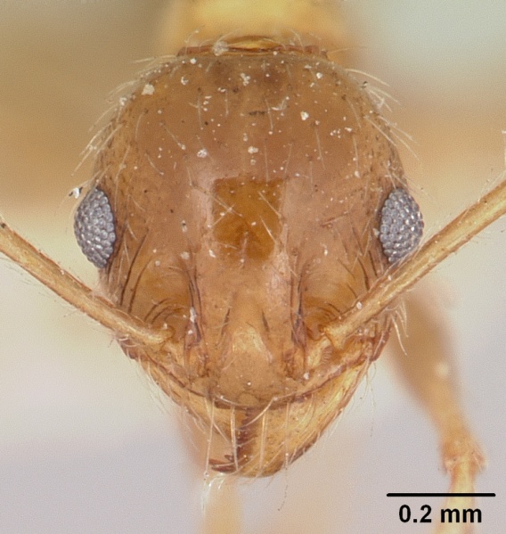 File:Pheidole voeltzkowii casent0101745 head 1.jpg