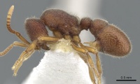 Proceratium microsculptum P casent0902415.jpg