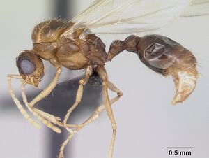 Tetramorium bicarinatum casent0064306 profile 1.jpg