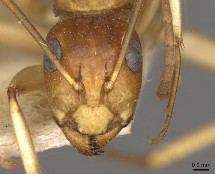 File:Camponotus gibbinotus casent0910384 h 1 high.jpg