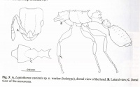 DeAndrade 1999a-3Nesomyrmex-caritatis.jpg