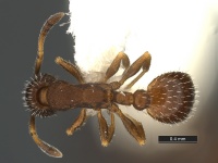 Leptothorax-sphagnicola-MCZ001D.jpg