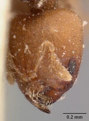 Melissotarsus beccarii casent0102128 head 1.jpg