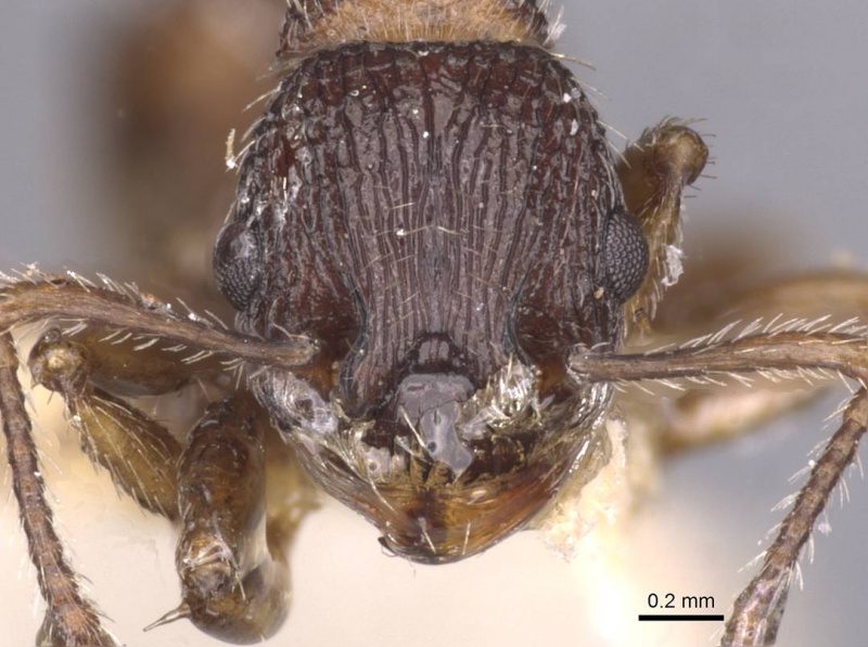 File:Myrmica eidmanni casent0913080 h 1 high.jpg