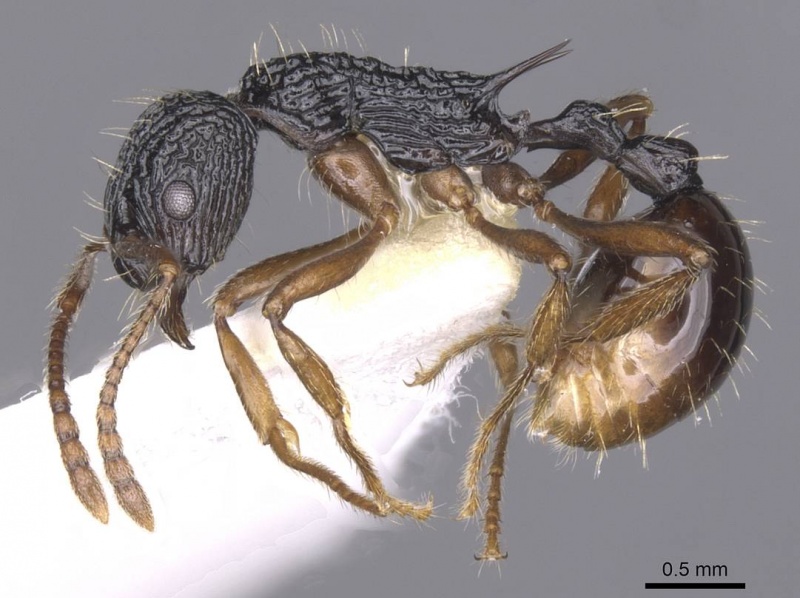 File:Myrmica weberi casent0913089 p 1 high.jpg