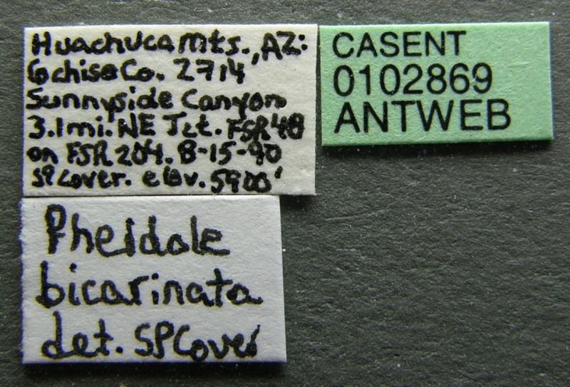 File:Pheidole bicarinata casent0102869 label 1.jpg