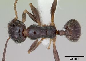 Pheidole pilosior casent0172978 dorsal 1.jpg