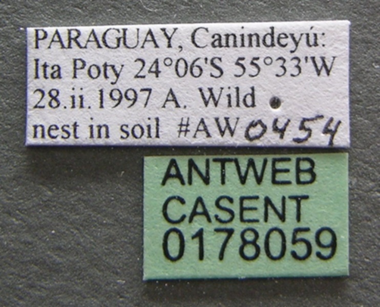 File:Pheidole spininodis casent0178059 label 1.jpg