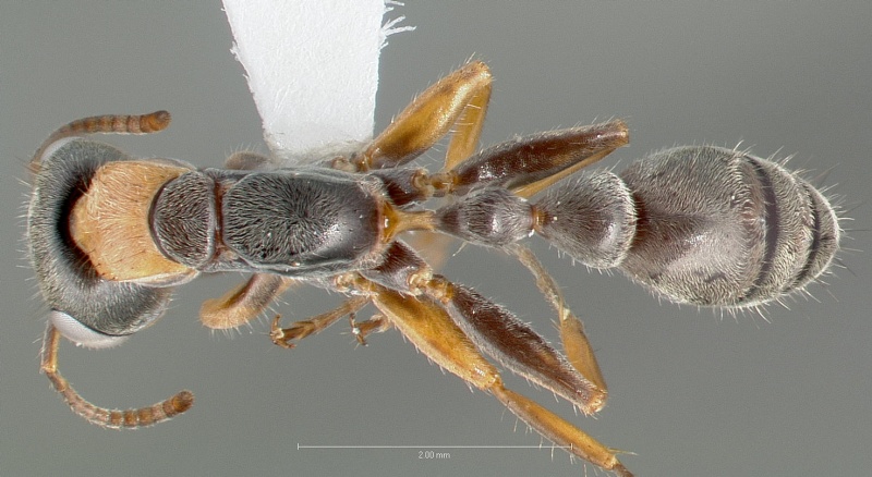 File:Pseudomyrmex gracilis casent0005838 dorsal 1.jpg
