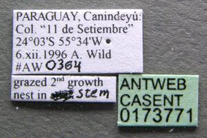 Pseudomyrmex rufiventris casent0173771 label 1.jpg