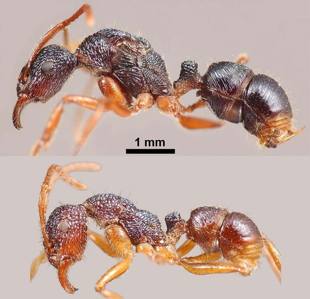 File:Rhytidoponera confusa-Q+w Peeters.jpg