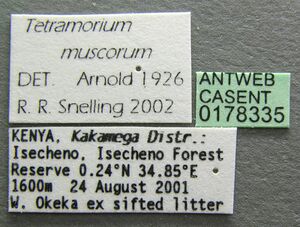 Tetramorium muscorum casent0178335 label 1.jpg