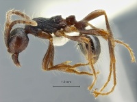 Aenictus-bobaiensis-lateral-am-lg.jpg