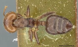 Crematogaster libengensis casent0912807 d 1 high.jpg