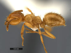 Lasius-plumopilosus-MCZ001L.jpg