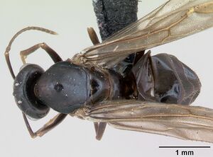 Lasius brunneus casent0172746 dorsal 1.jpg