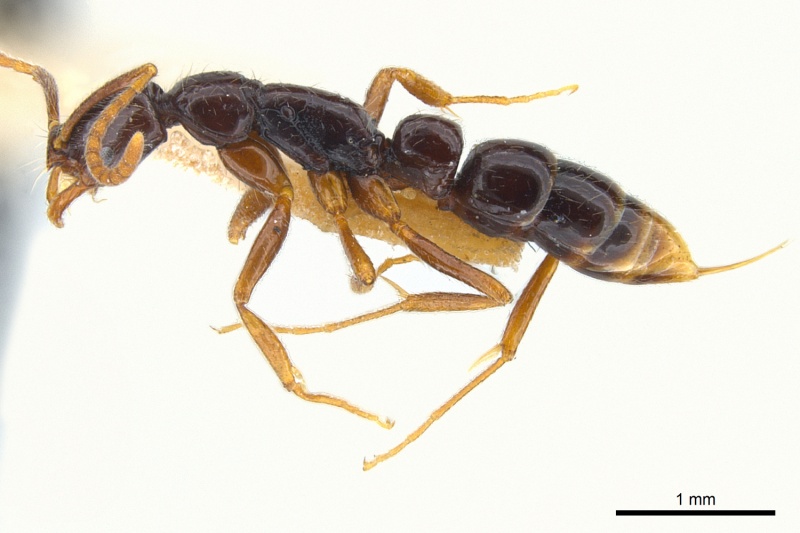 File:Leptogenys gagates P.jpg