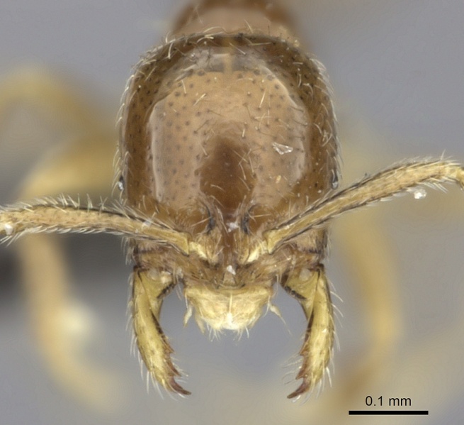 File:Monomorium malamixtum casent0235530 h 1 high.jpg