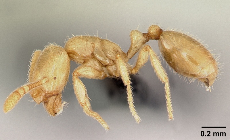 File:Monomorium modestum casent0026710 profile 1.jpg