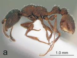 Nesomyrmex saasveldensis P.jpg