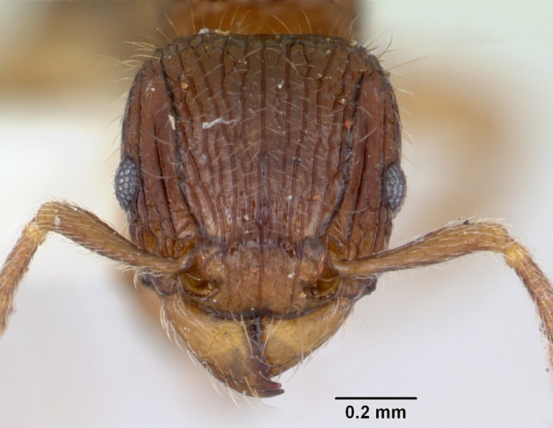 File:Tetramorium plesiarum casent0172831 head 1.jpg