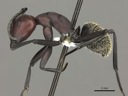Camponotus brevisetosus casent0235241 p 1 high.jpg
