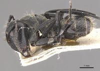 Camponotus olivieri casent0910487 p 1 high.jpg