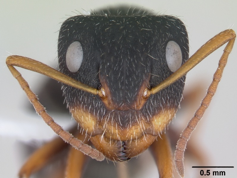 File:Camponotus scipio casent0173448 head 1.jpg