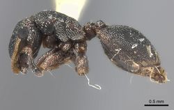 Cephalotes bivestitus P casent0217835.jpg