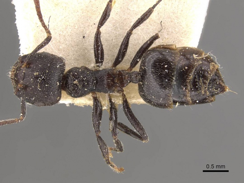 File:Crematogaster nigrans casent0908525 d 1 high.jpg