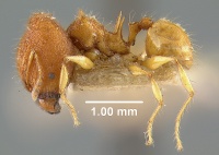 MCZ-ENT00020642 Pheidole erato hal.jpg